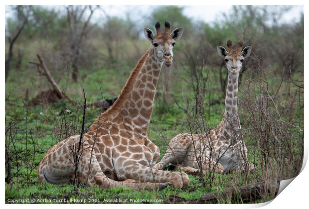 Adolescent and juvenile giraffes at rest Print by Adrian Turnbull-Kemp