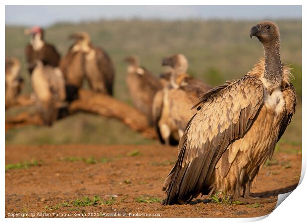 Vultures' waiting room Print by Adrian Turnbull-Kemp