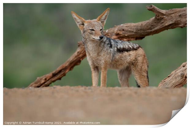 Inquisitive black-backed jackal Print by Adrian Turnbull-Kemp