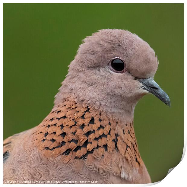 Close-up of laughing dove Print by Adrian Turnbull-Kemp