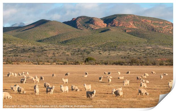 Grazing at dusk Print by Adrian Turnbull-Kemp