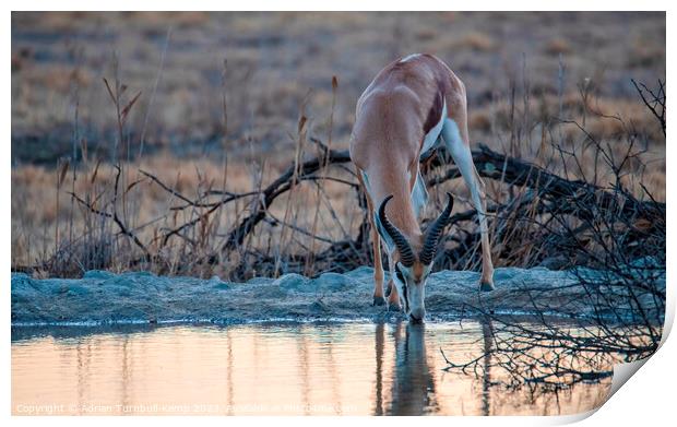 Late afternoon drink Print by Adrian Turnbull-Kemp