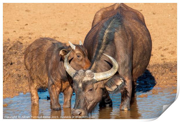 African Savanna Buffalo cow and calf Print by Adrian Turnbull-Kemp