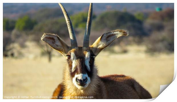 Portrait of a roan antelope cow Print by Adrian Turnbull-Kemp