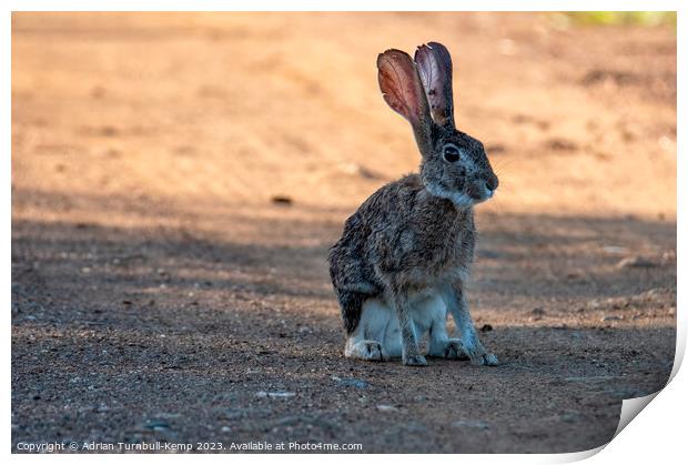Savannah hare in the early morning light Print by Adrian Turnbull-Kemp