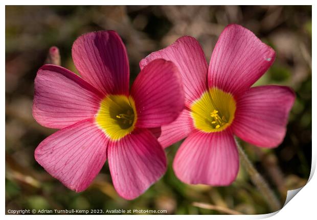 Close-up of a pair of red oxalis (Oxalis obtusa) Print by Adrian Turnbull-Kemp