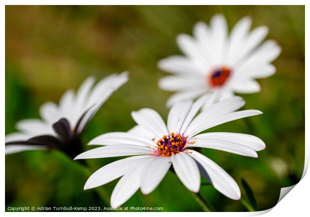 Windswept marguerite daisy (Ursinia anthemoides) Print by Adrian Turnbull-Kemp