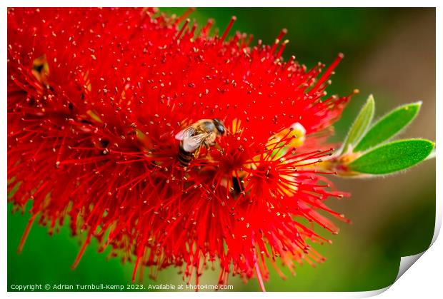 Busy bee. Print by Adrian Turnbull-Kemp