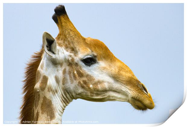 Old giraffe bull (Giraffa camelopardalis), Kraalkop Nature Reserve, North West, South Africa. Print by Adrian Turnbull-Kemp