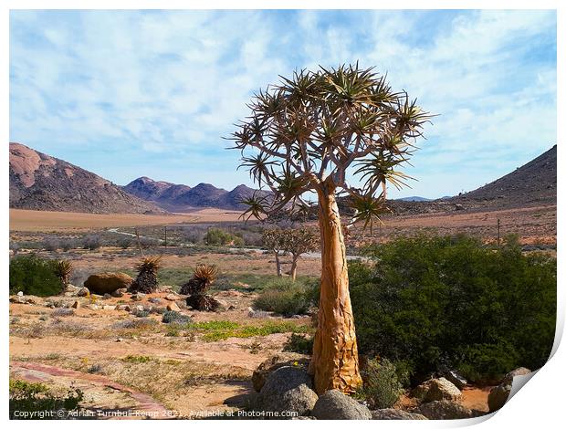 Lone tree aloe (Aloidendron dichotomum), Goegap Nature Reserve, Springbok, South Africa Print by Adrian Turnbull-Kemp