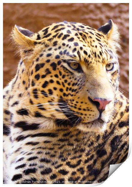 Irritable leopard (Panthera pardus), Hartbeespoort, Gauteng, South Africa Print by Adrian Turnbull-Kemp