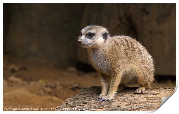 Vigilant meerkat (Suricata suricatta) , Hartbeespoort, North West, South Africa, Print by Adrian Turnbull-Kemp