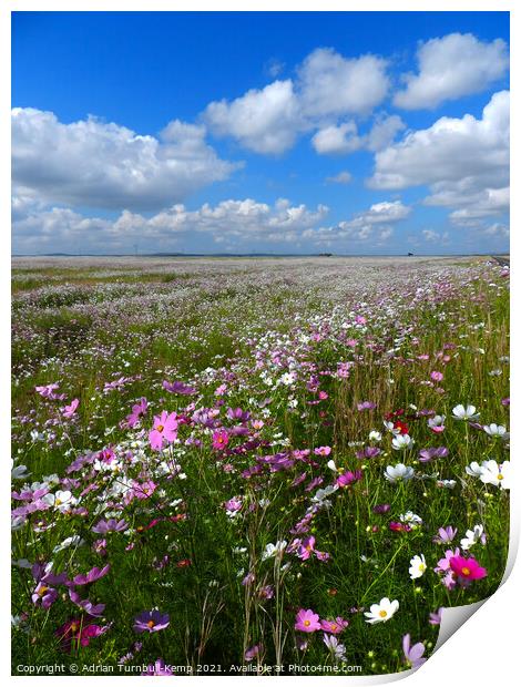 Cosmos under blue sky, North West, South Africa					 Print by Adrian Turnbull-Kemp