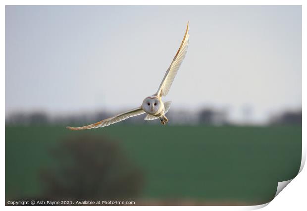 Barn owl flying over Harty fileds. Print by Ash Payne