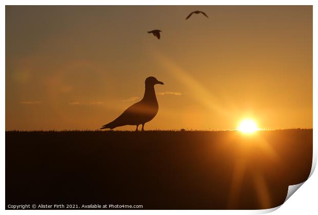 Seagull sunset Print by Alister Firth Photography