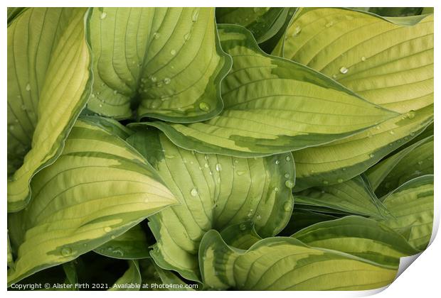 Rain drops on Hosta Print by Alister Firth Photography