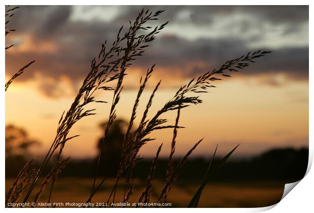 Fields of Gold Print by Alister Firth Photography