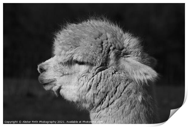 Alpaca Portrait Print by Alister Firth Photography