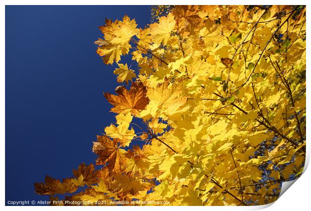 Golden Leaves Print by Alister Firth Photography