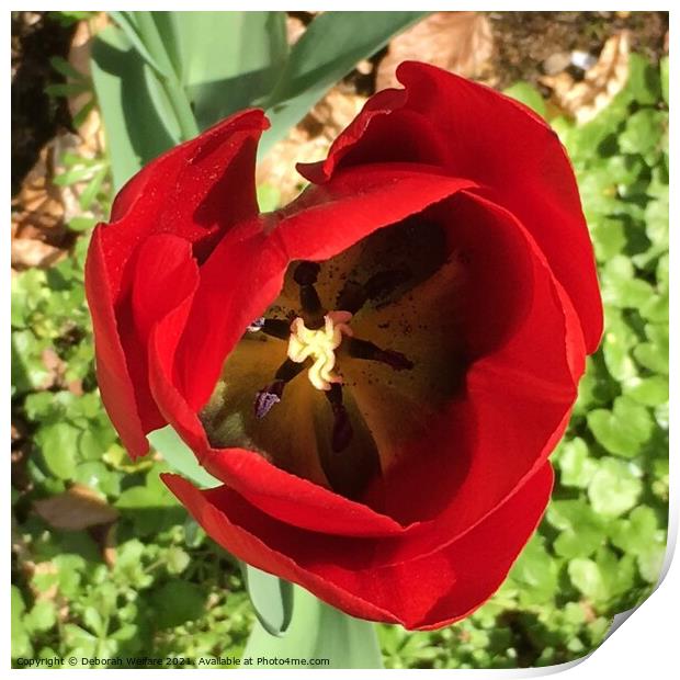 Red tulip head Print by Deborah Welfare