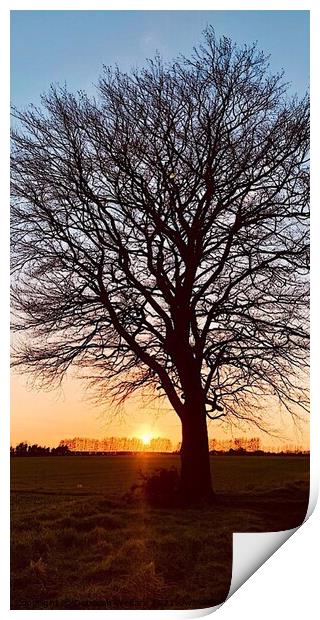 Silhouetted tree at sunset Chart Sutton Kent Print by Deborah Welfare