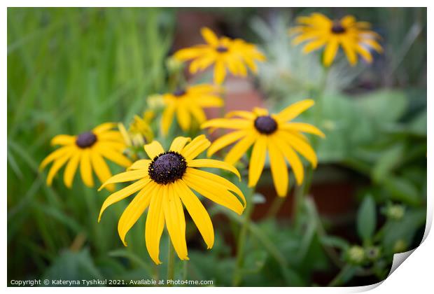 Yellow-eyed Susan at the RHS Garden Bridgewater, M Print by Kateryna Tyshkul