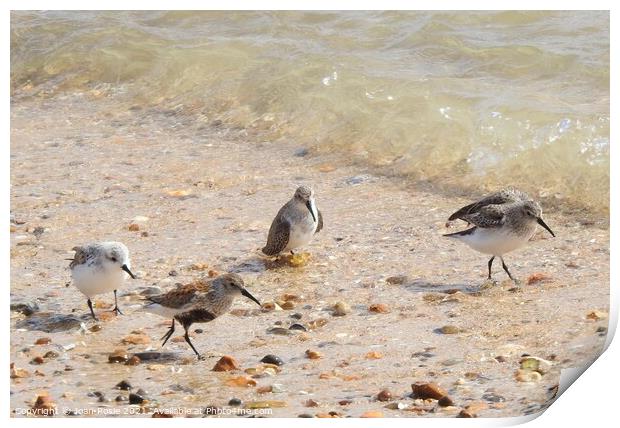 Three Dunlin and one Sanderling at the edge of the estuary Print by Joan Rosie