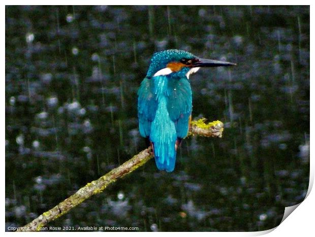 Kingfisher in the rain Print by Joan Rosie