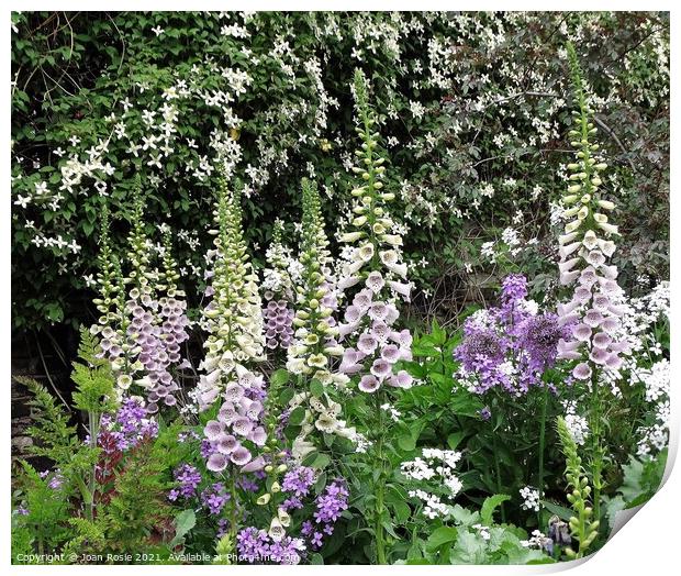 Foxgloves and other flowers in front of a wall of white Montana clematis Print by Joan Rosie