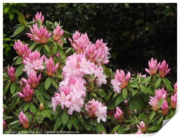 Pink Rhododendron flowers and buds Print by Joan Rosie