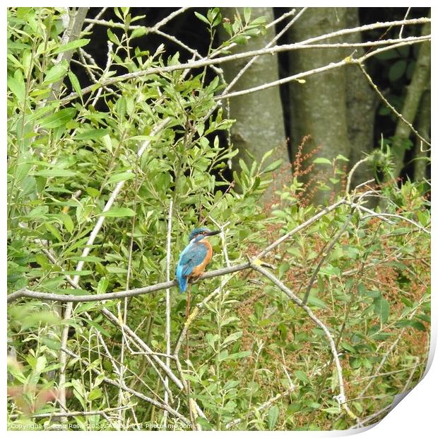 Kingfisher on horizontal branch in front of leaves and tree trunks Print by Joan Rosie
