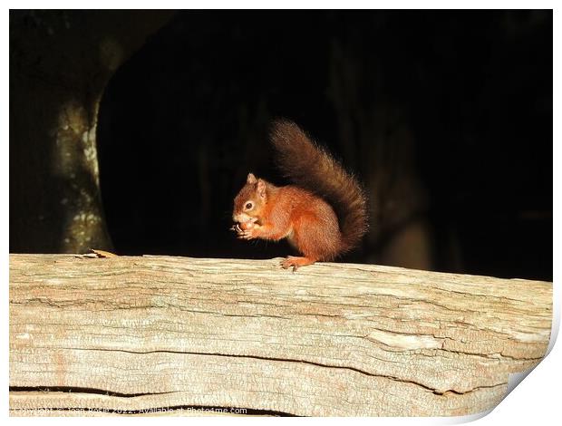 Red Squirrel on top of large log Print by Joan Rosie