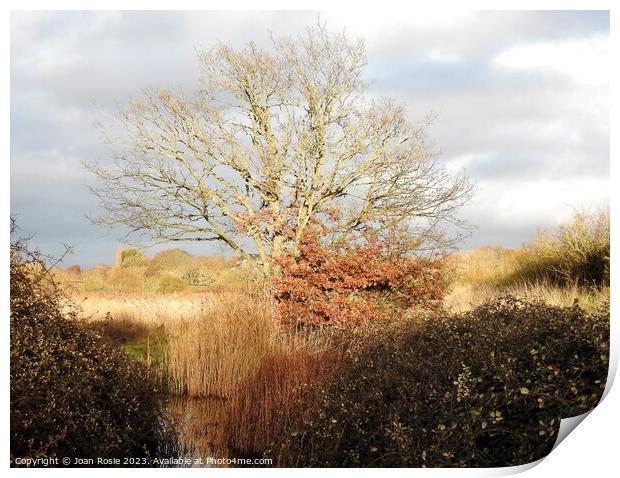 Tree, reeds and pond in winter sunlight Print by Joan Rosie