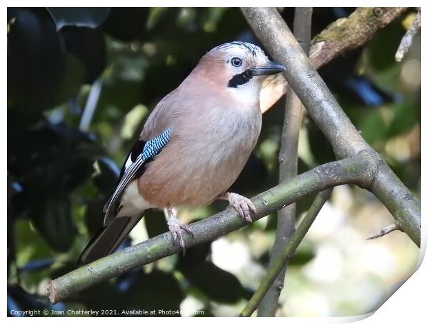 Jay perching on a diagonal branch Print by Joan Rosie