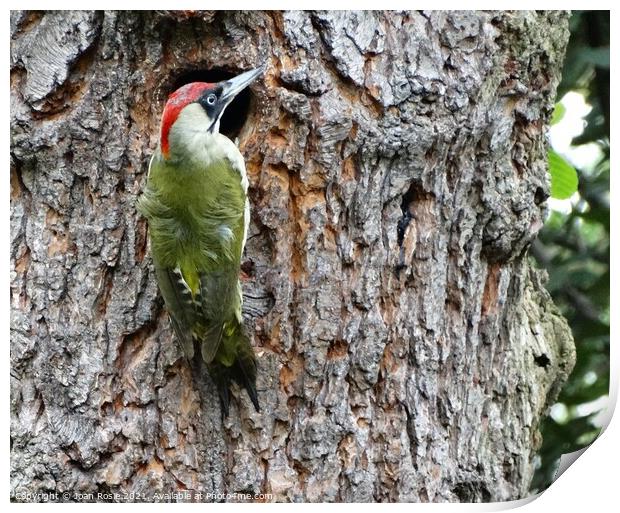 Female Green Woodpecker holding on to edge of nest Print by Joan Rosie