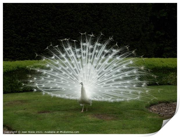 White peacock displaying his magnificent tail feathers Print by Joan Rosie