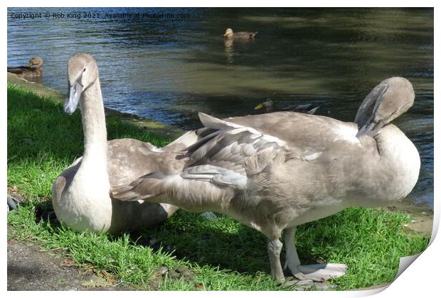 A swan next to a body of water Print by Rob King