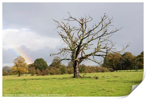 Dead tree with a rainbow Print by Angela Lilley