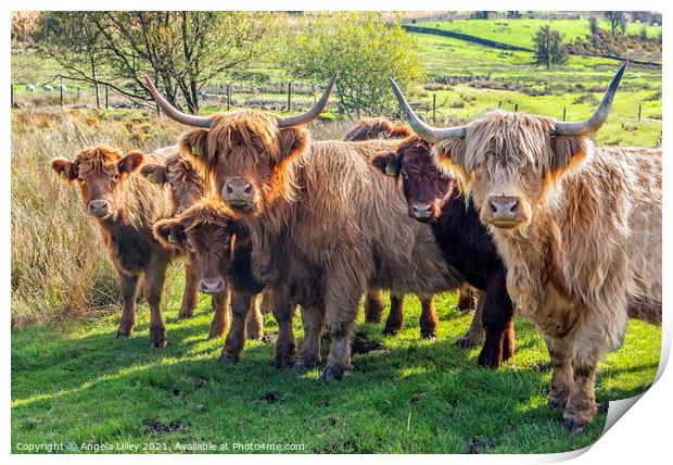 Highland Cattle group Print by Angela Lilley