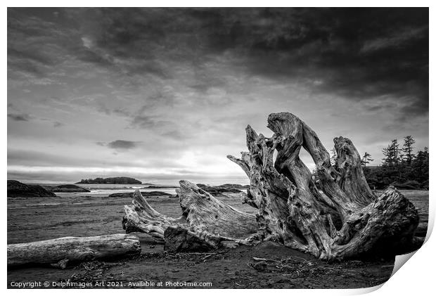 Driftwood on Chesterman beach in Tofino, Canada Print by Delphimages Art