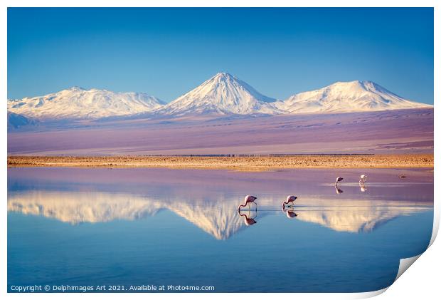 Flamingos in Atacama salar, Chile landscape Print by Delphimages Art