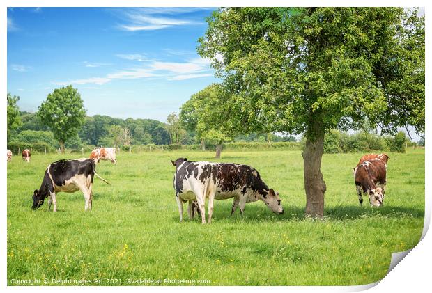 Cows grazing on a sunny day in Normandy, France Print by Delphimages Art