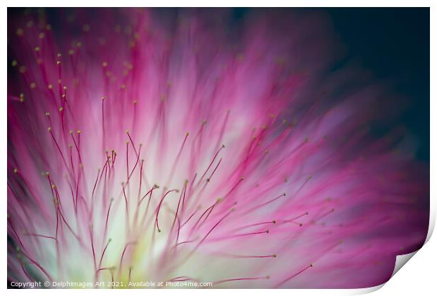 Pink mimosa tree flower close up, floral abstract Print by Delphimages Art