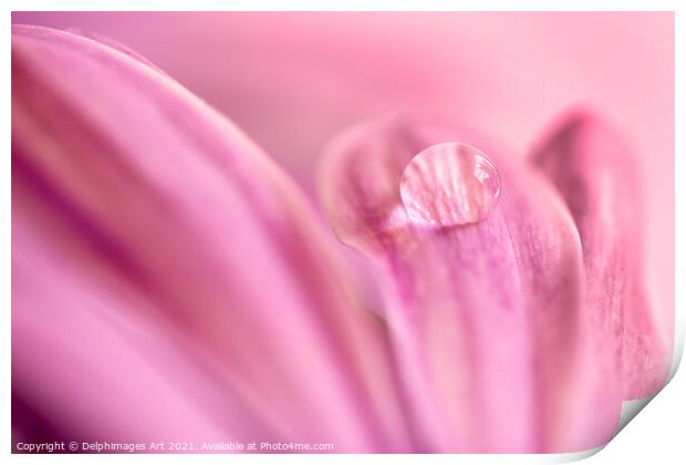 Water drop on a pink daisy, abstract floral art Print by Delphimages Art