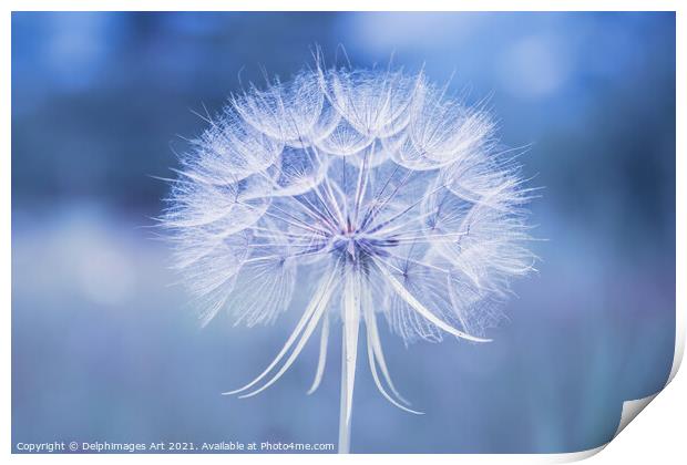 Dandelion flower close up in blue Print by Delphimages Art
