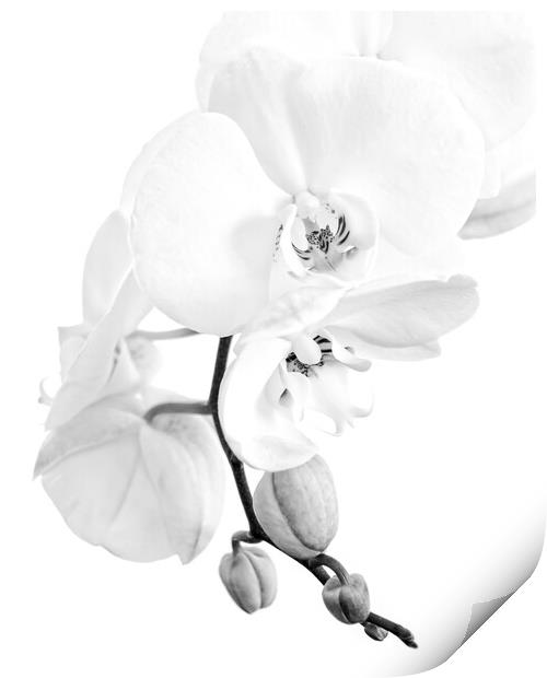 Phalaenopsis moth orchid black and white Print by Delphimages Art
