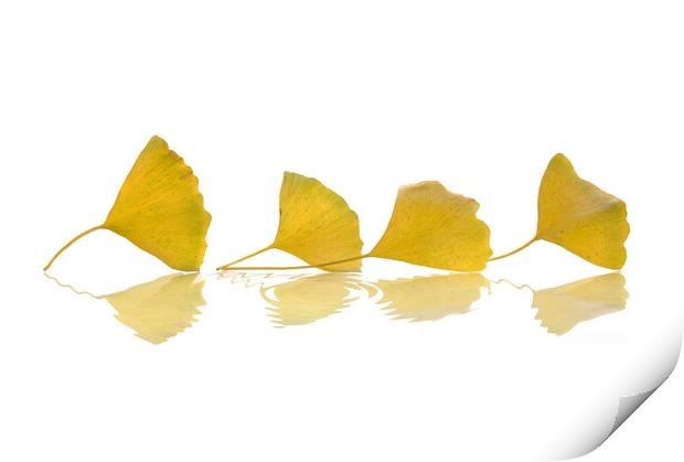Four gingko leaves in autumn on white background Print by Delphimages Art
