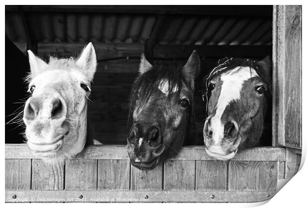 Three funny horses in their stables, fun animals Print by Delphimages Art