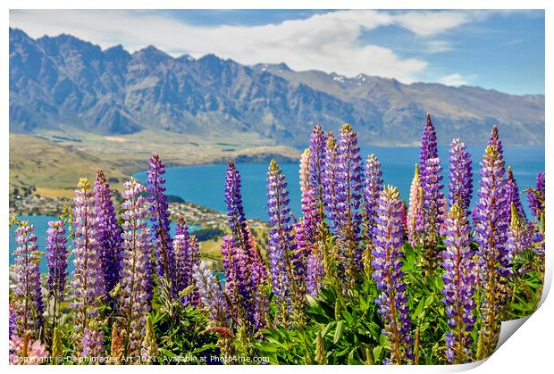 New Zealand. Lupins at Lake Wakatipu Queenstown Print by Delphimages Art