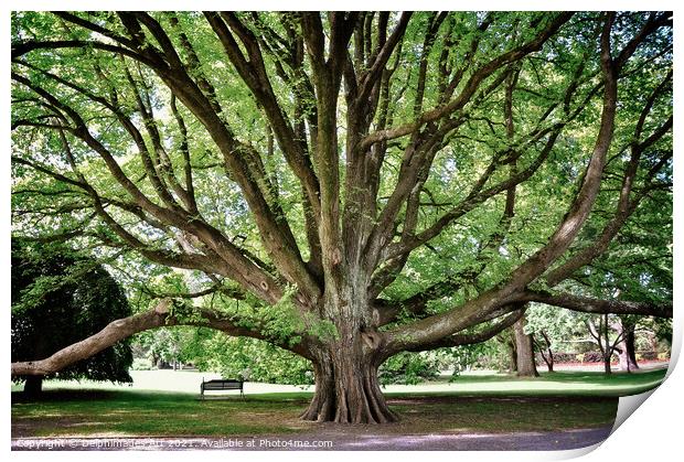 Majestic tree in Christchurch botanic gardens Print by Delphimages Art
